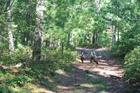 Places to go collins woodlot 2