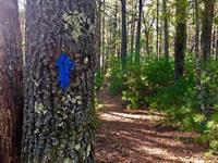 Places to go lionberger woods 6