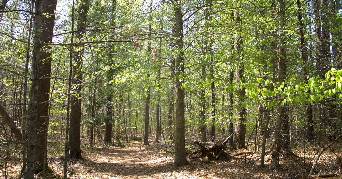 Afforest Rochester Rochester Town Forest | Buzzards Bay Coalition