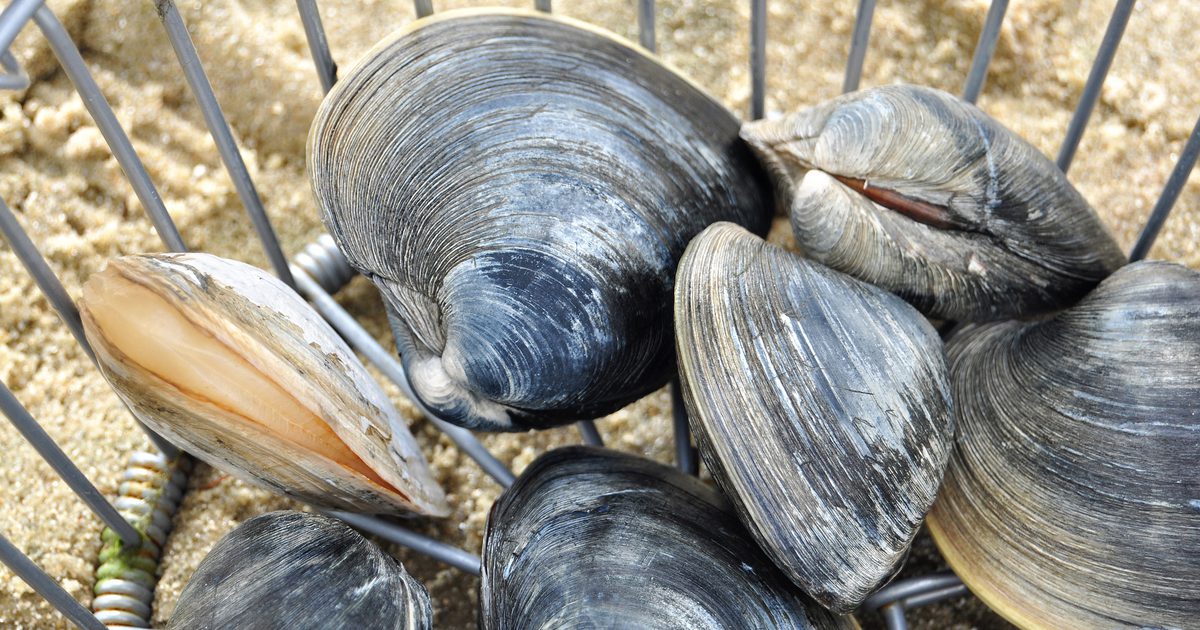 Shells Fishing Shellfishing | Buzzards Bay Coalition